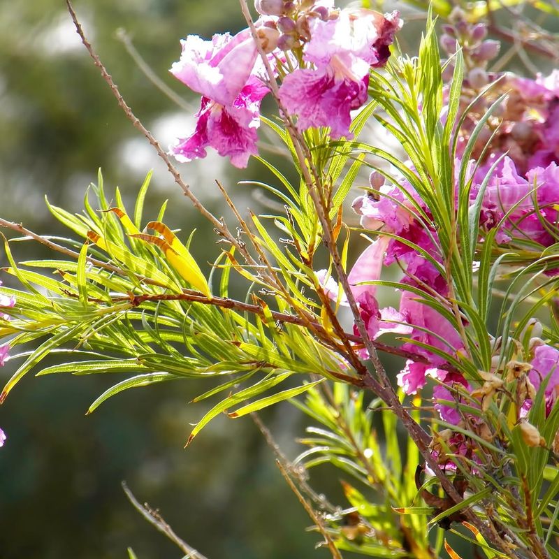 Desert Willow