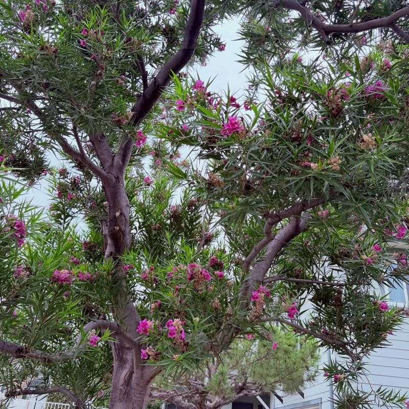 Desert Willow 