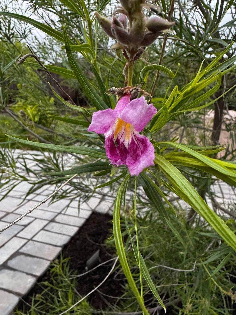 Desert Willow 