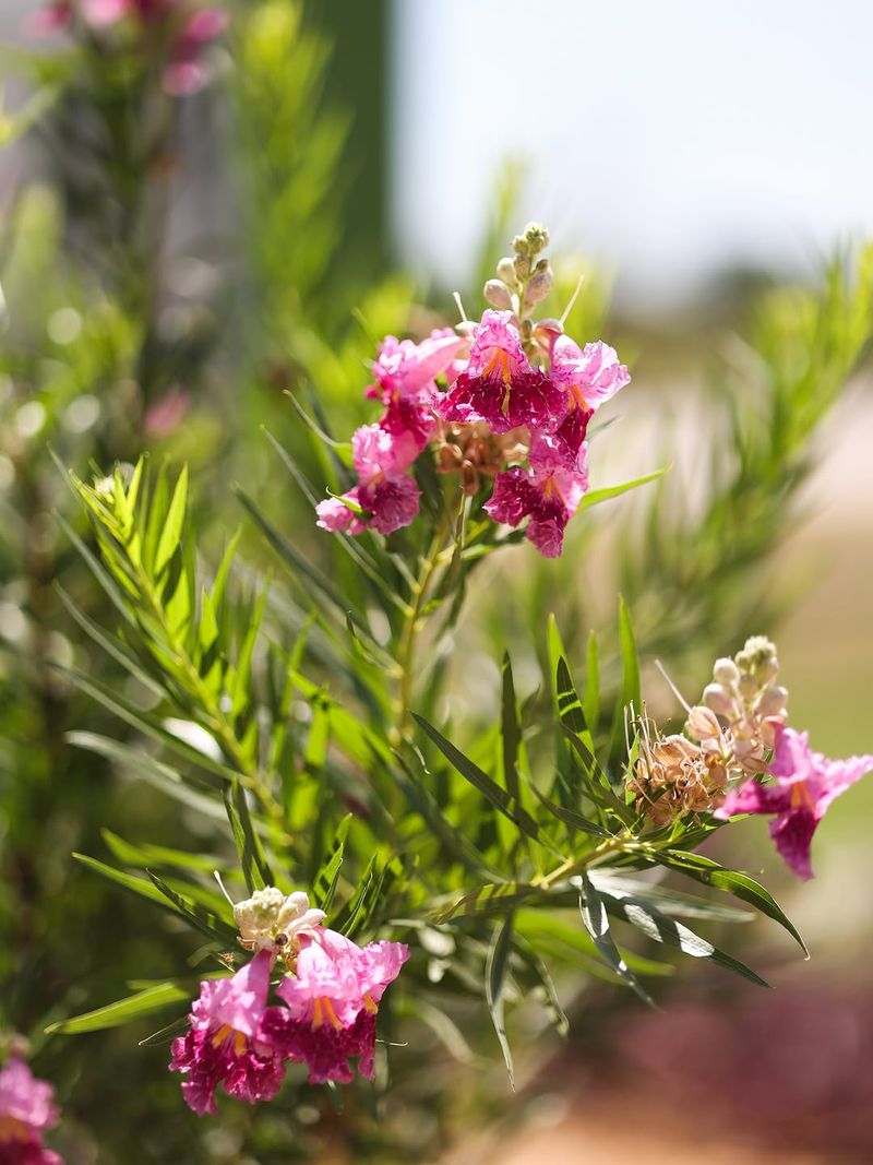 Desert Willow Adds Seasonal Color Without Heavy Water Use Desert Willow Adds Seasonal Color Without Heavy Water Use