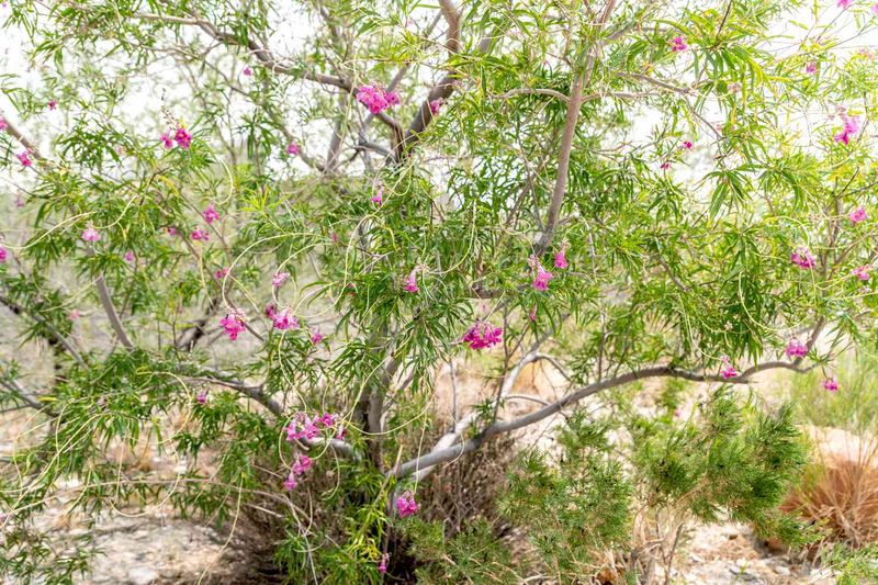 Desert Willow Brings A Native Flowering Tree Look Desert Willow Brings A Native Flowering Tree Look
