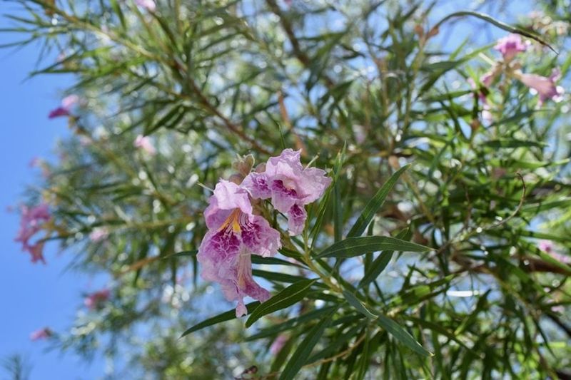 Desert Willow Brings Flowers Without The Olive Tree Look Desert Willow Brings Flowers Without The Olive Tree Look