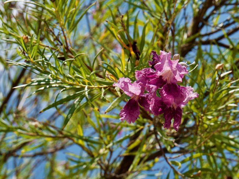 Desert Willow Brings Light Shade And Flowers