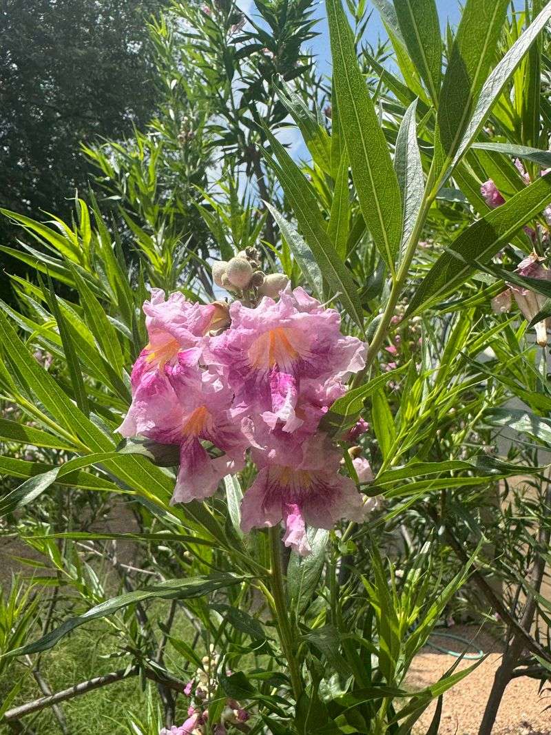 Desert Willow Brings Seasonal Blooms Without Massive Roots Desert Willow Brings Seasonal Blooms Without Massive Roots