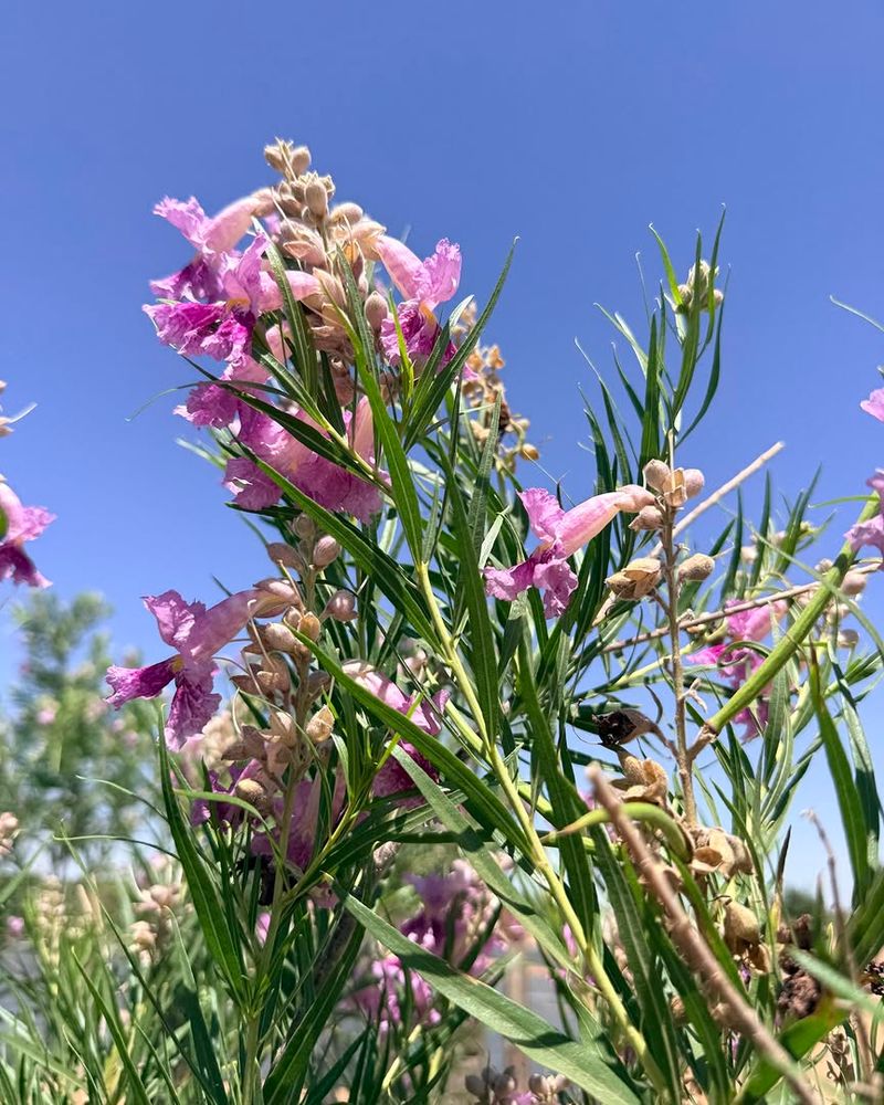 Desert Willow Fits Arizona Landscapes More Naturally