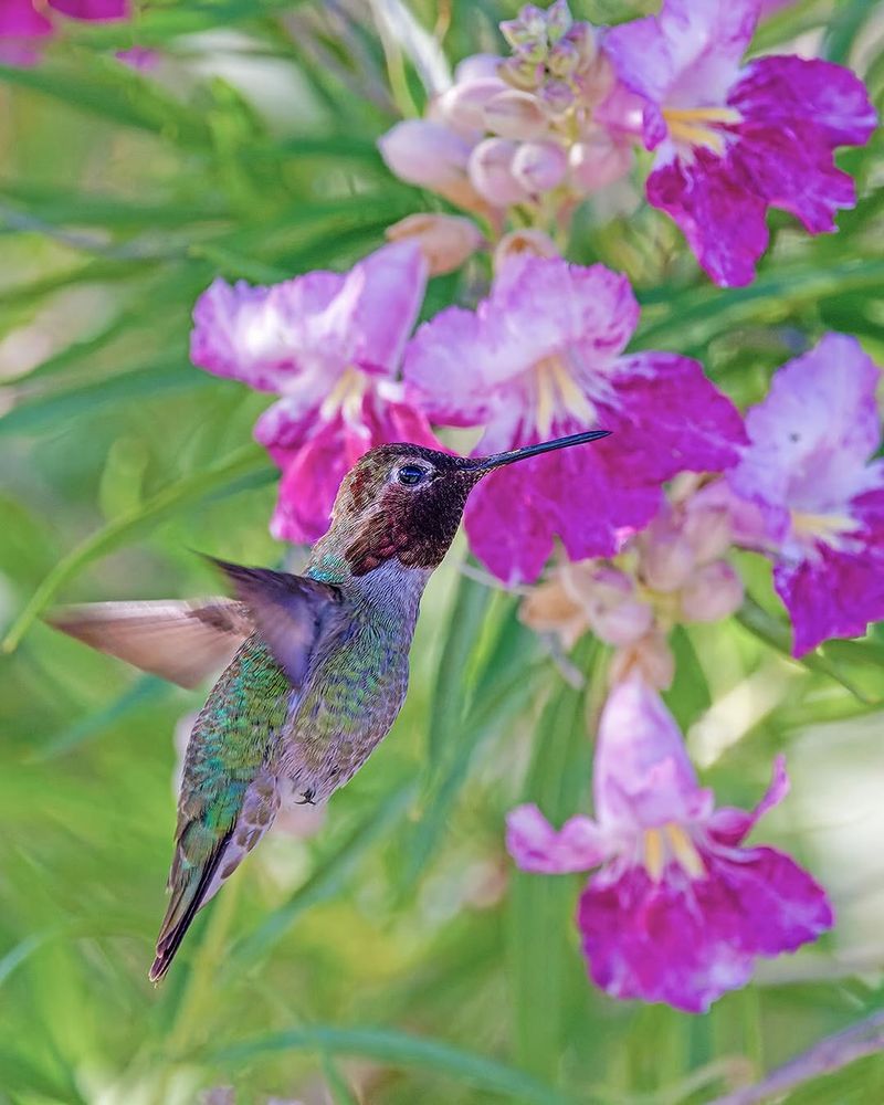 Desert Willow Flowers Through The Warm Season Desert Willow Flowers Through The Warm Season