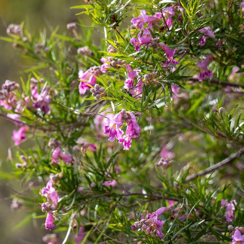 Desert Willow Produces Showy Summer Flowers