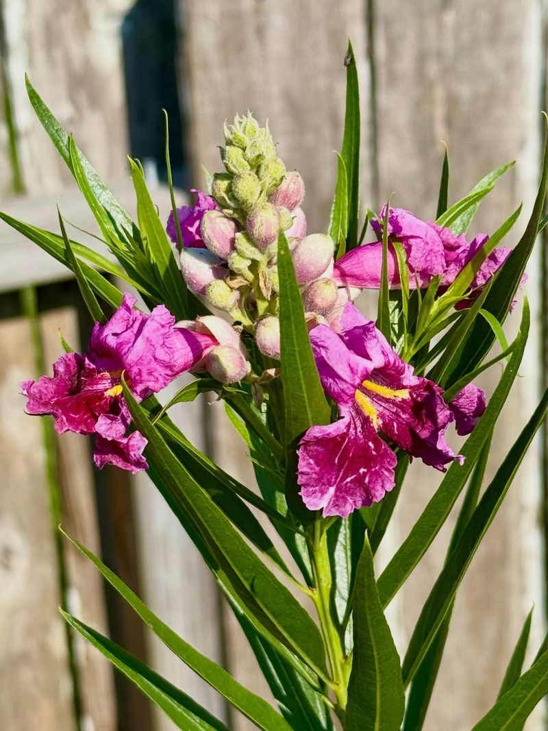 Desert Willow Provides Shade Without Heavy Fruit Drop Desert Willow Provides Shade Without Heavy Fruit Drop