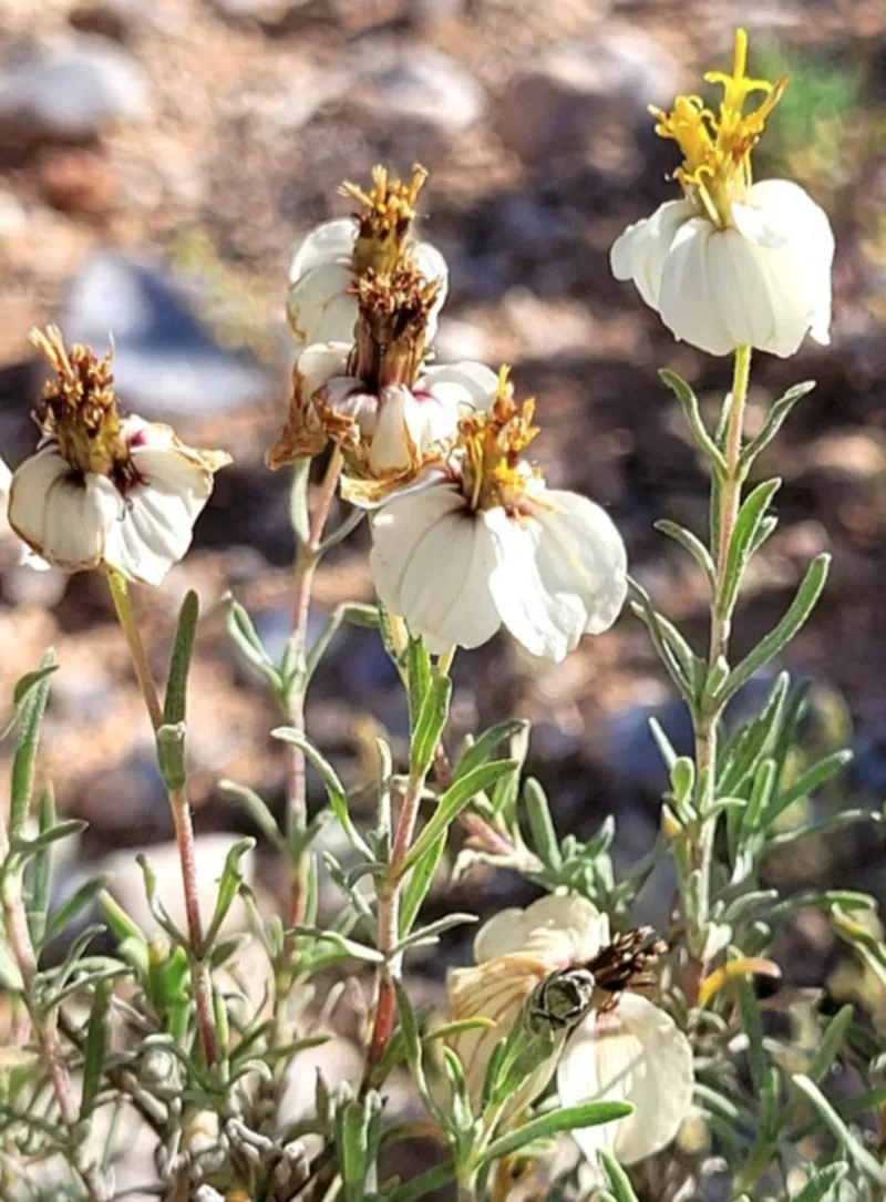 Desert Zinnia Adds Small Blooms To Dry Spaces Desert Zinnia Adds Small Blooms To Dry Spaces