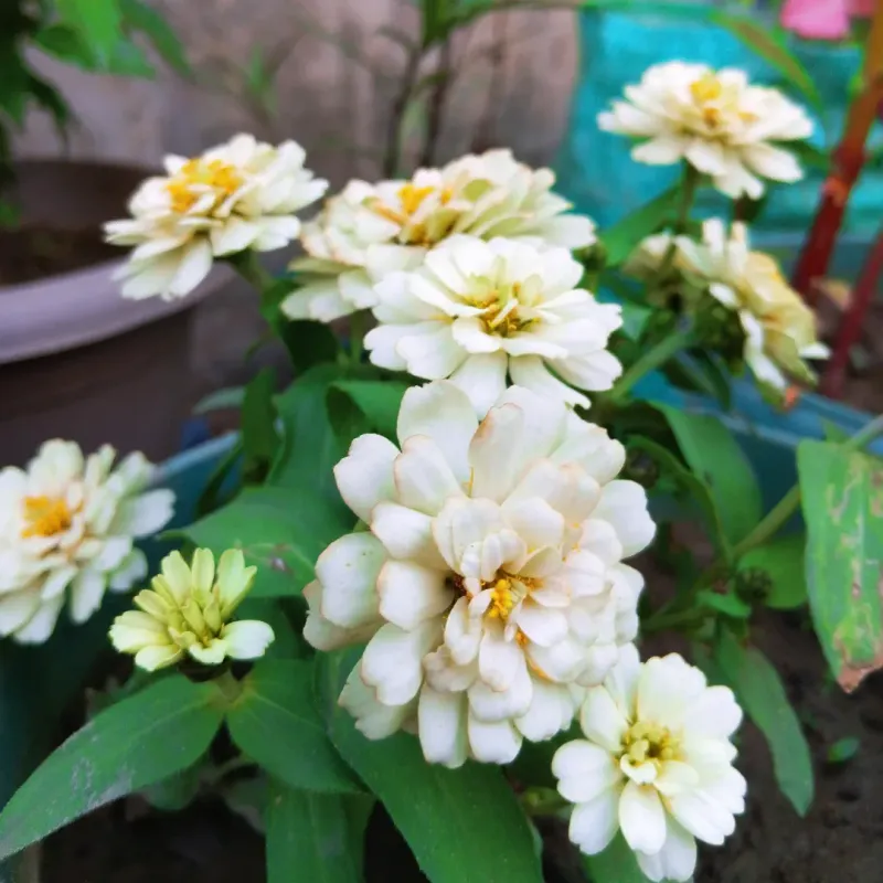 Desert Zinnia Covers Ground Without Heavy Water Use