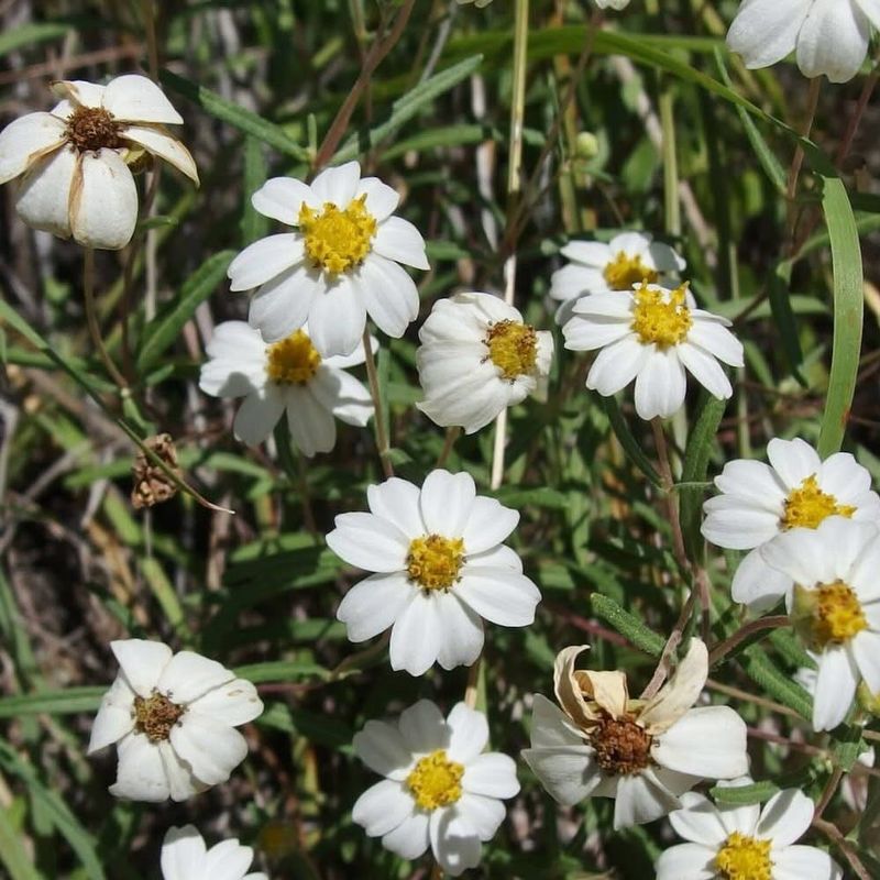 Desert Zinnia Covers Open Ground With Flowers