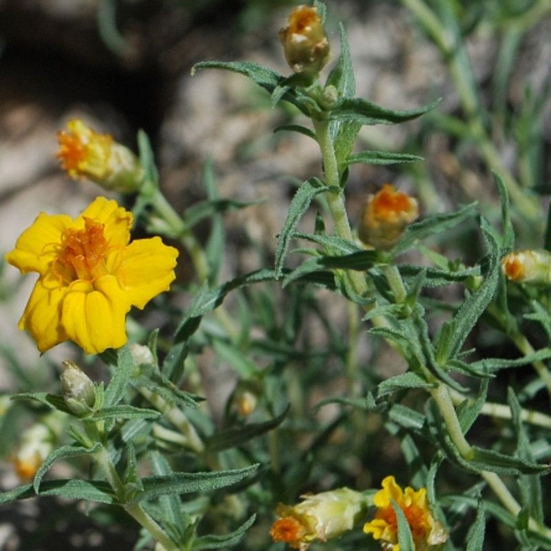 Desert Zinnia Creates A Tidy Desert Flowering Look
