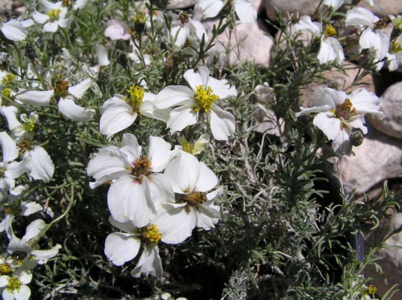 Desert Zinnia Stays Colorful Without Frequent Irrigation