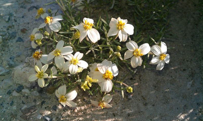 Desert Zinnia Stays Fresh In Full Sun Desert Zinnia Stays Fresh In Full Sun