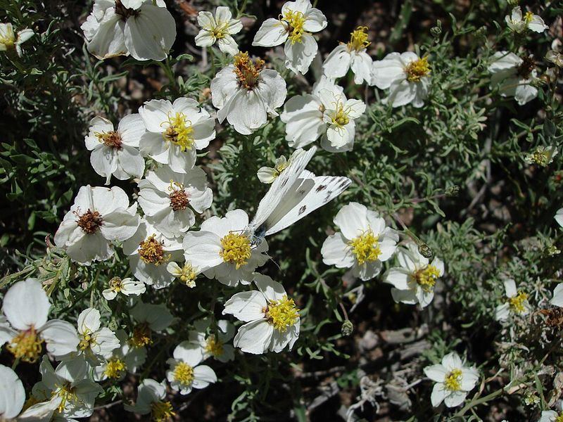 Desert Zinnia Thrives In Full Sun Locations Desert Zinnia Thrives In Full Sun Locations