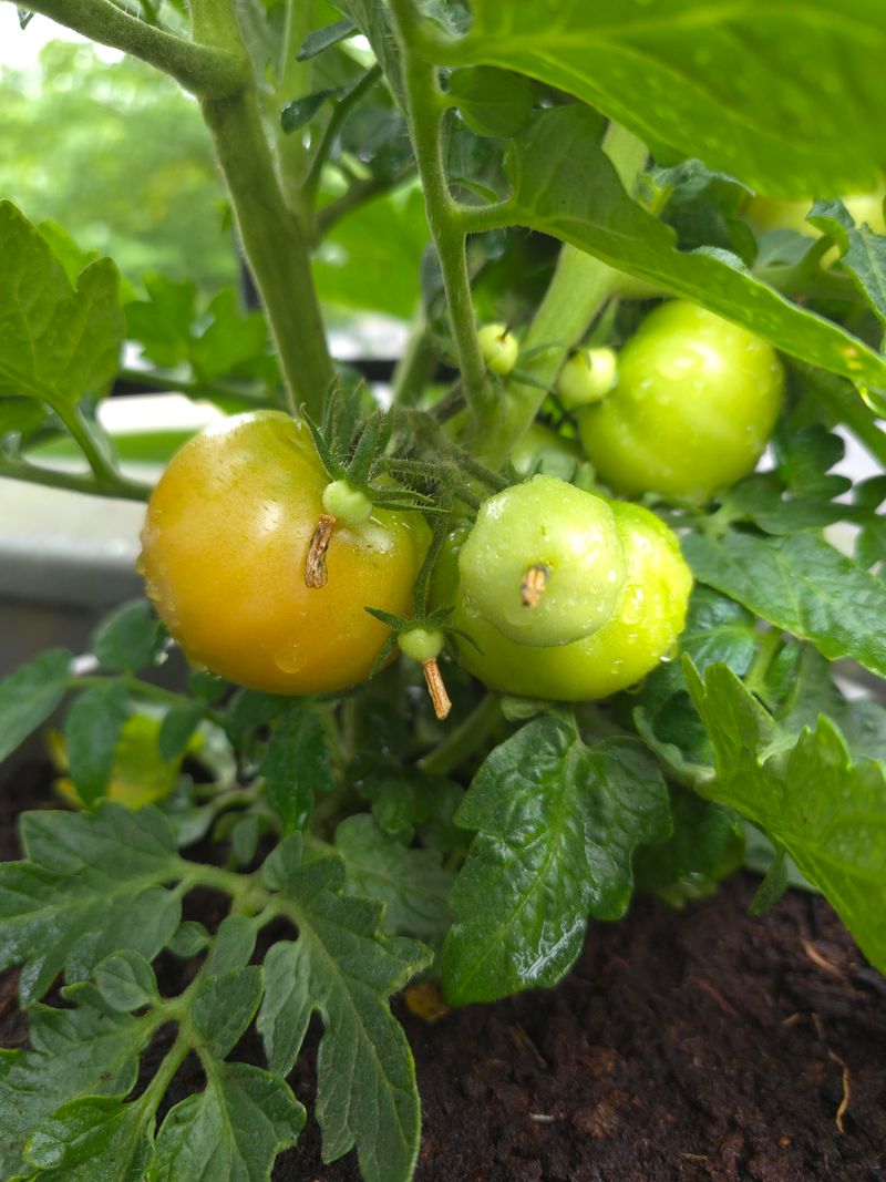 Determinate Tomatoes Are Smart For Sauce And Preserving