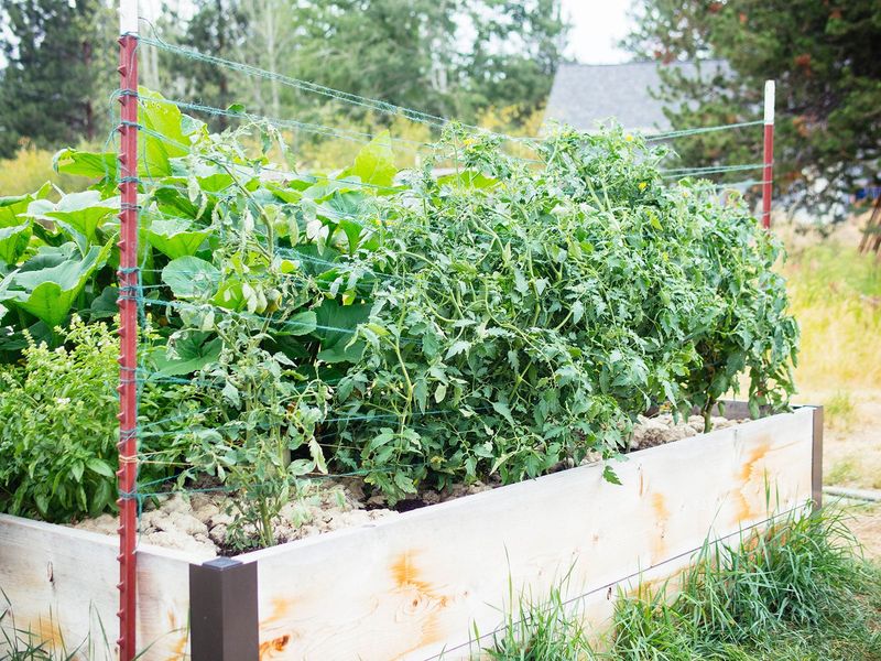 Determinate Tomatoes Need Less Pruning