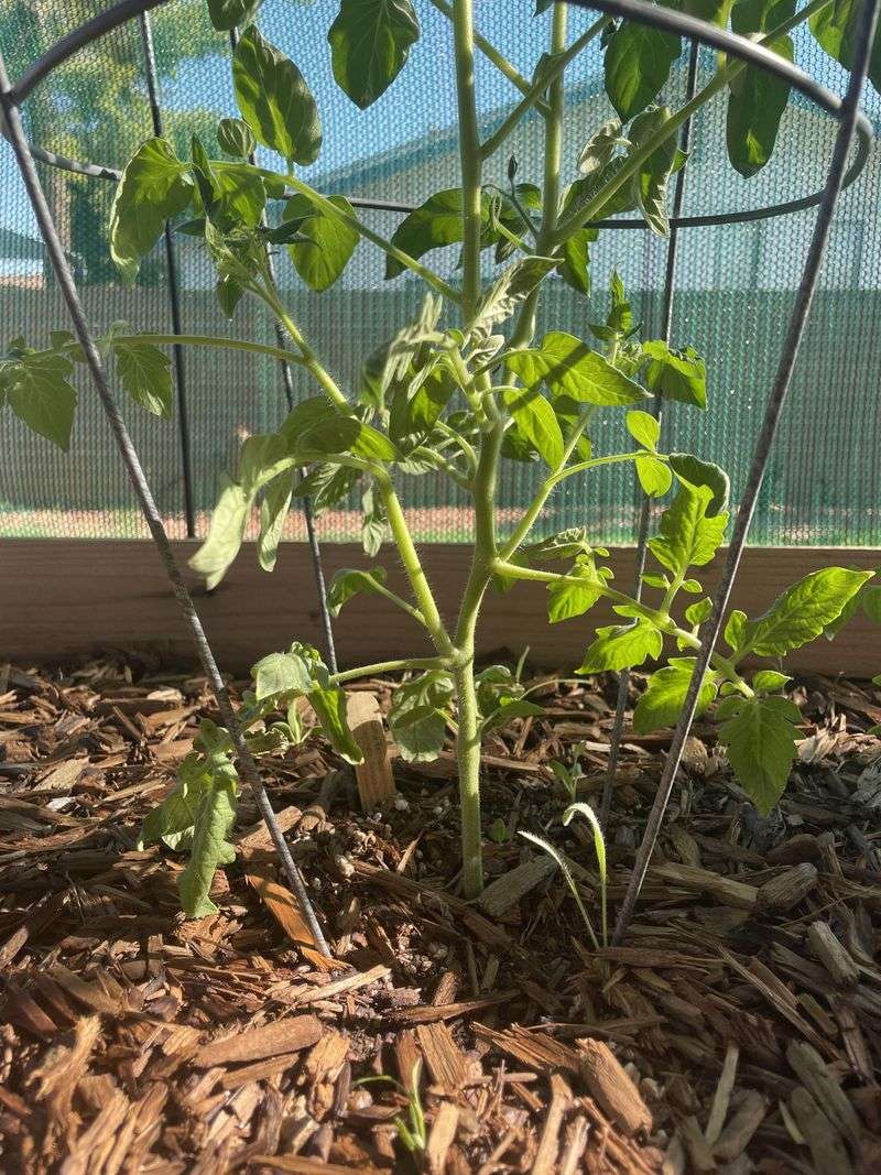 Determinate Tomatoes Need Less Pruning