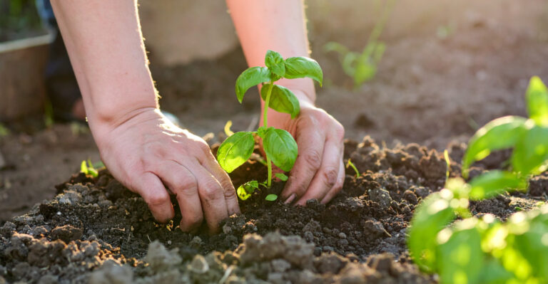 planting basil