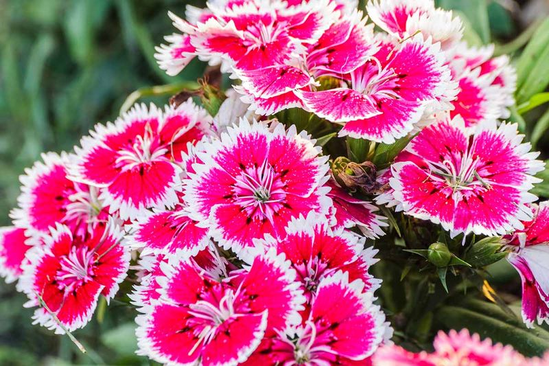 Dianthus Keeps Path Edges Neat And Colorful