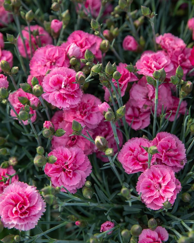 Dianthus Makes A Reliable Low Border Dianthus Makes A Reliable Low Border