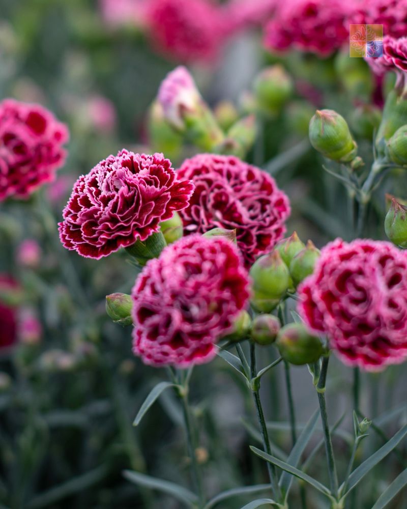 Dianthus Packs Spicy Fragrance Into Small June Blooms