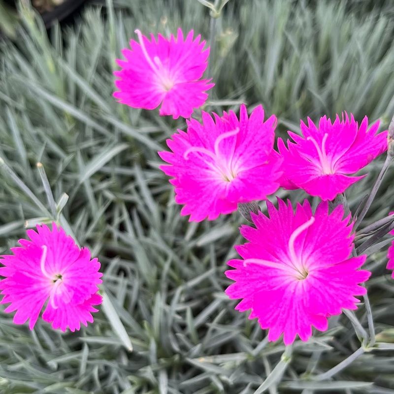 Dianthus (Pink Pinks) Dianthus (Pink Pinks)