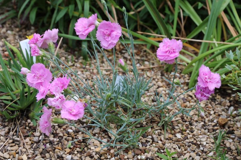 Dianthus