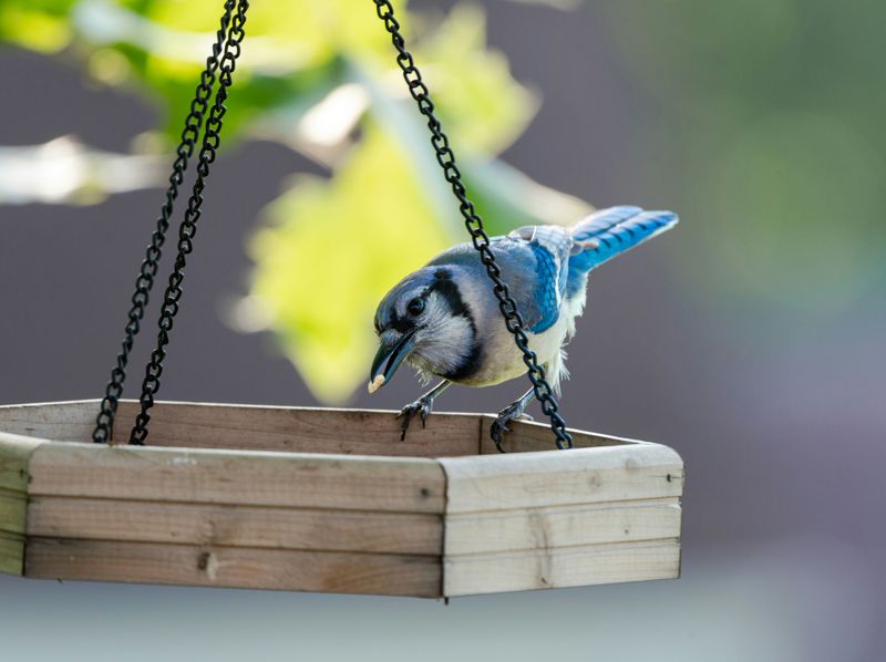 Diet And The Yards That Attract Them Diet And The Yards That Attract Them