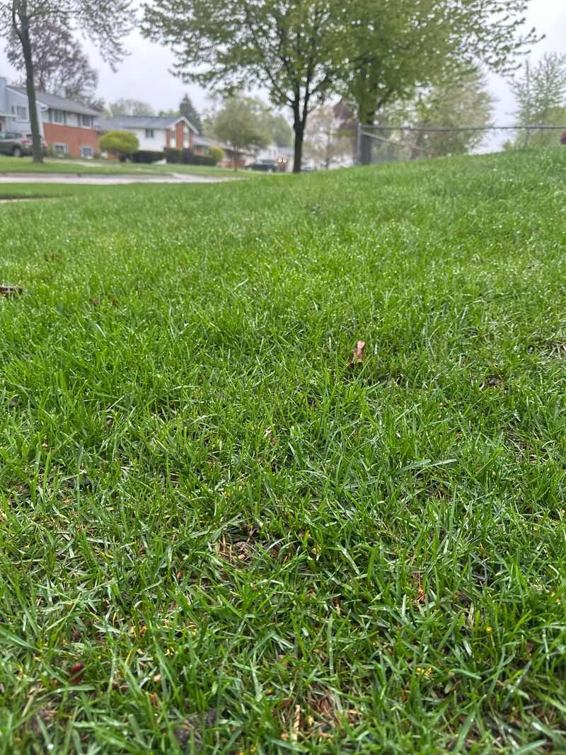 Different Grass Types Need Different Care Different Grass Types Need Different Care