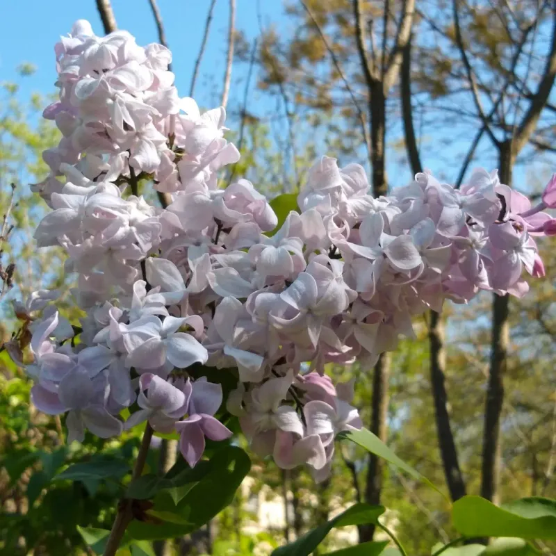Different Lilacs Can Stretch The Season