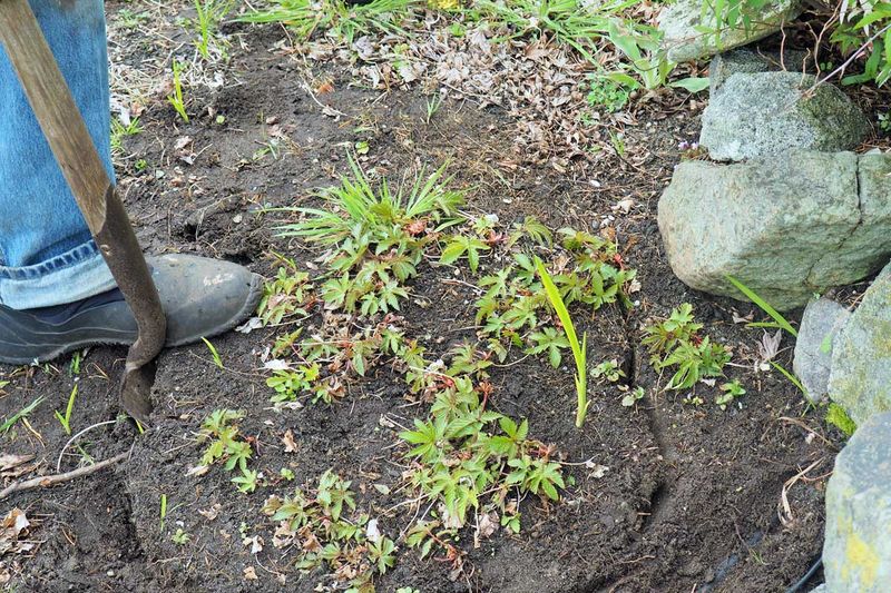 Dig Wide To Protect The Root System