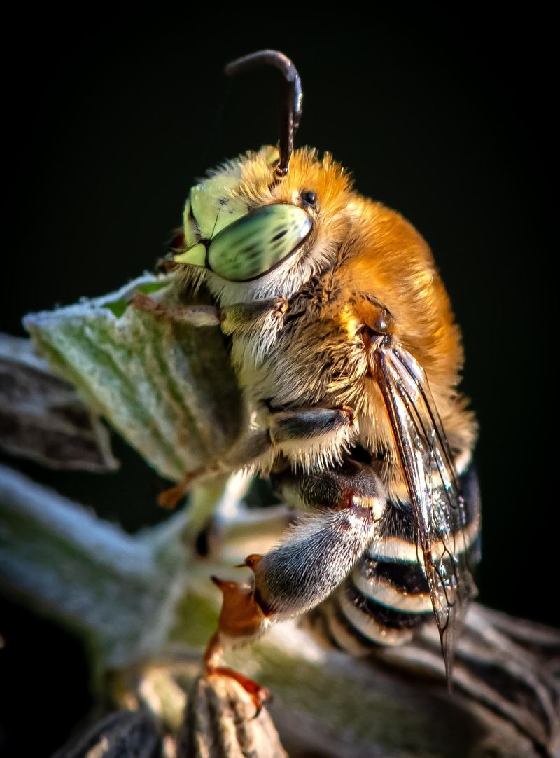 Digger Bees Need Bare Soil To Build Their Nests Digger Bees Need Bare Soil To Build Their Nests