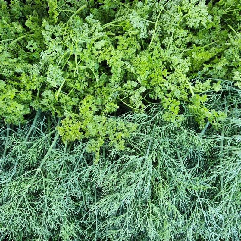 Dill And Chervil Mature Before Summer Heat Arrives