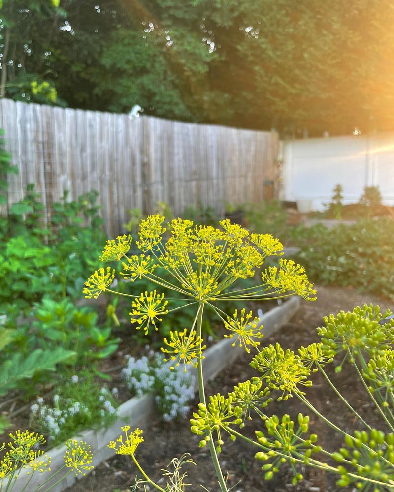 Dill Matures Fast Enough For Summer Sowing Dill Matures Fast Enough For Summer Sowing