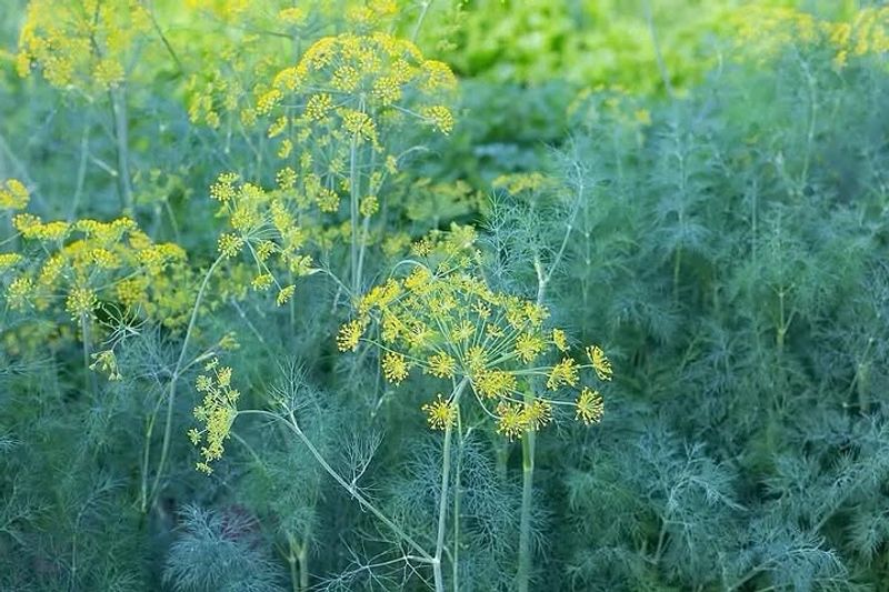 Dill Shoots To Height Fast If Planted Before Heat Peaks Dill Shoots To Height Fast If Planted Before Heat Peaks
