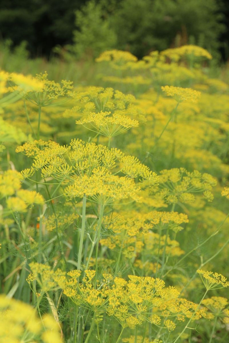 Dill