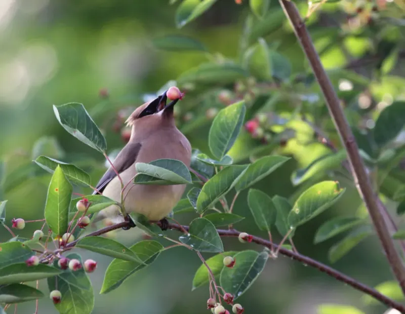 Direct Native Plants Ships Native Trees, Shrubs, And Perennials Online Direct Native Plants Ships Native Trees, Shrubs, And Perennials Online