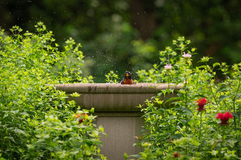 Direct Sun Is A Poor Choice For A Bird Bath In Wisconsin Summer