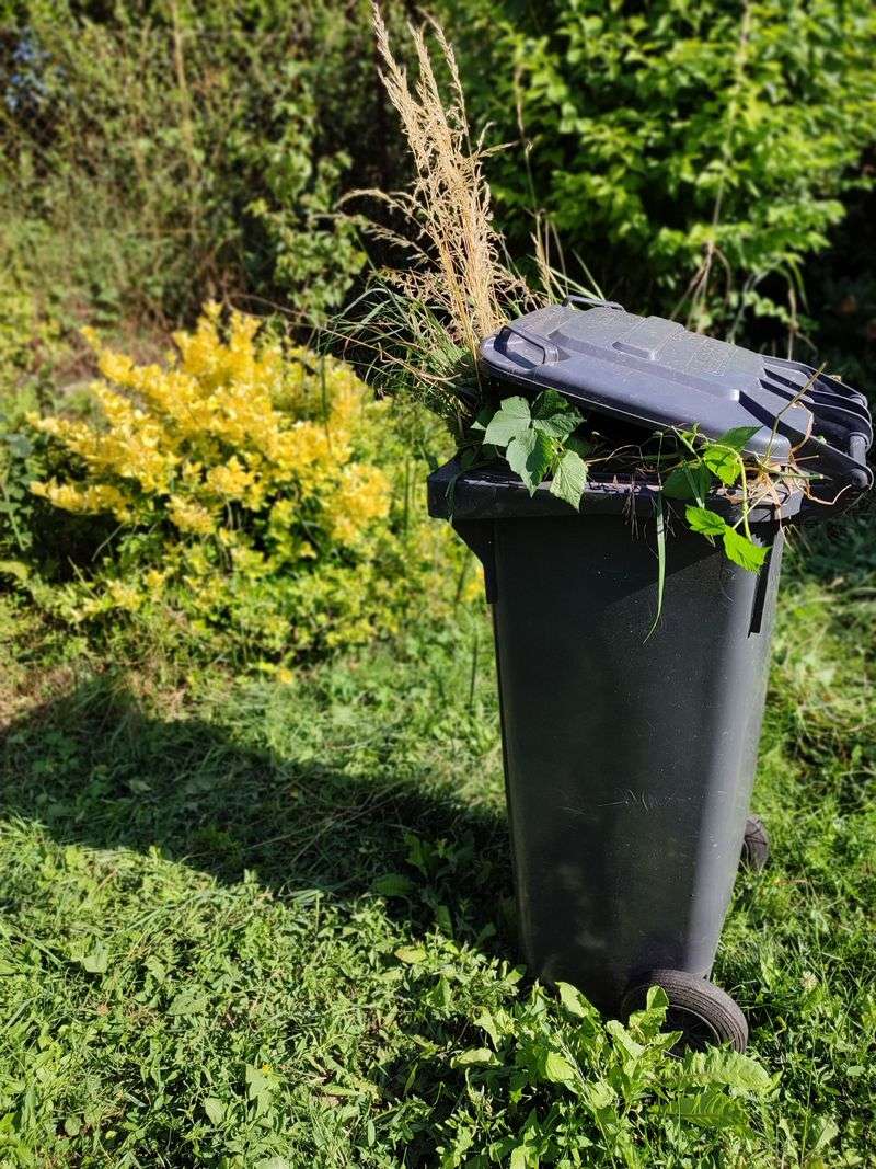 Discard Cut Foliage In The Trash, Never Compost It