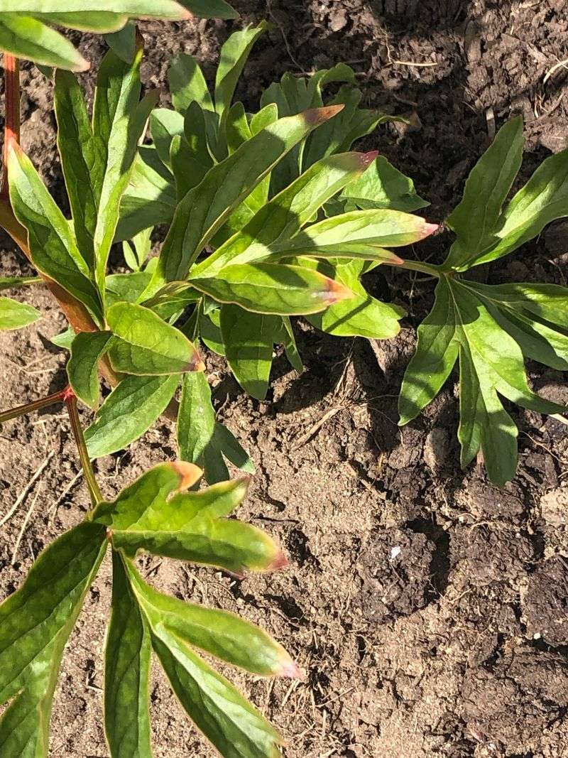 Discolored Spots At Leaf Bases