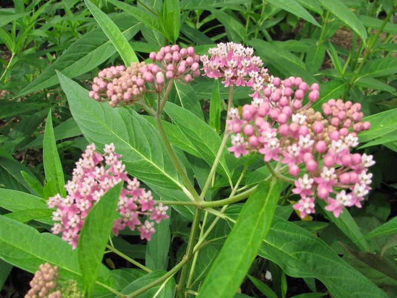 Discover Native Plants Grown For Real Garden Conditions