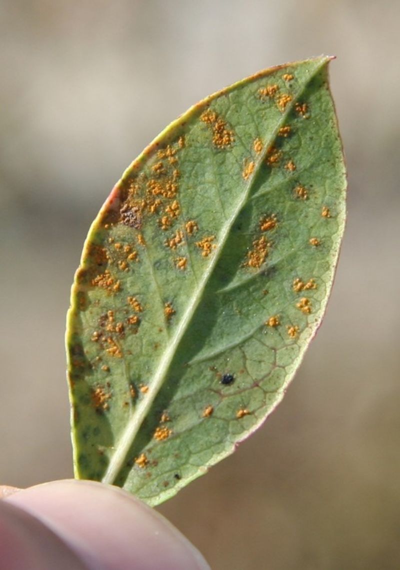 Disease Pressure Rises In Late Summer