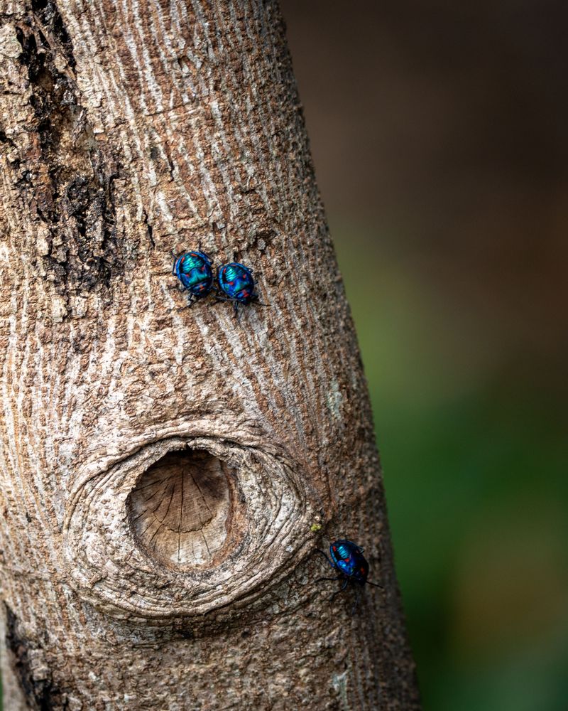 Displaces Local Wildlife And Insects