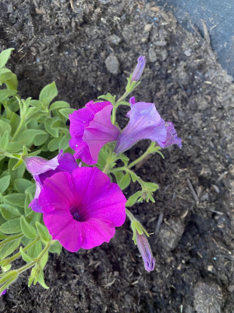 Dispose Of Removed Flowers Away From The Plant Dispose Of Removed Flowers Away From The Plant
