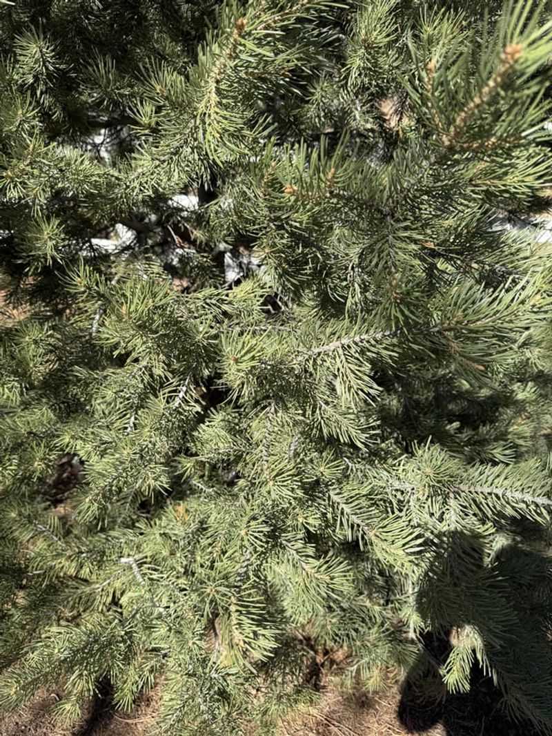 Distinctive Color And Texture Make It Stand Out In Landscapes