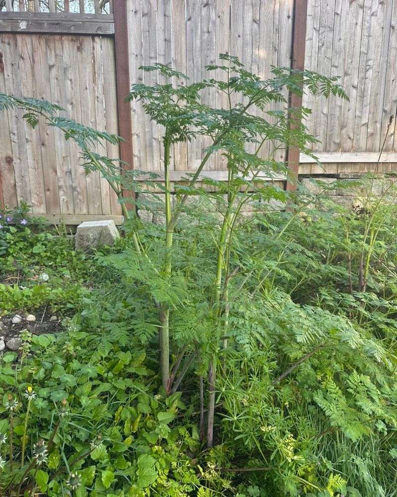 Disturbed Soil Gives This Weed The Opening It Needs Disturbed Soil Gives This Weed The Opening It Needs
