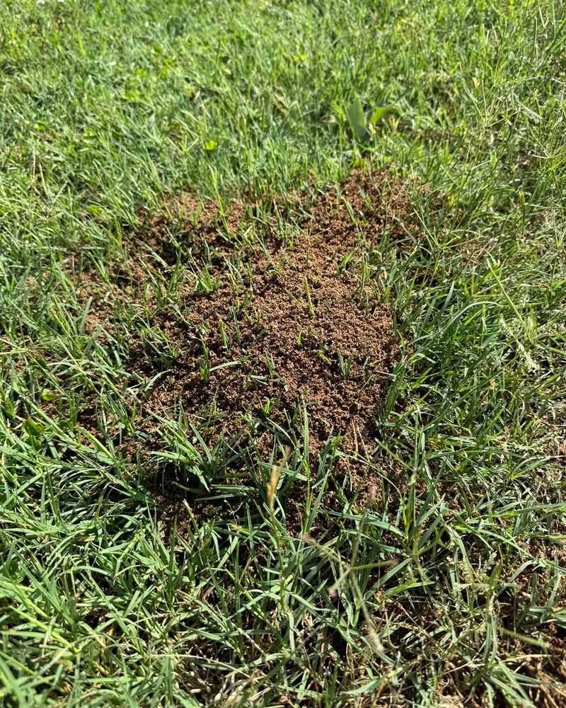 Disturbed Soil Makes Beds More Appealing Disturbed Soil Makes Beds More Appealing