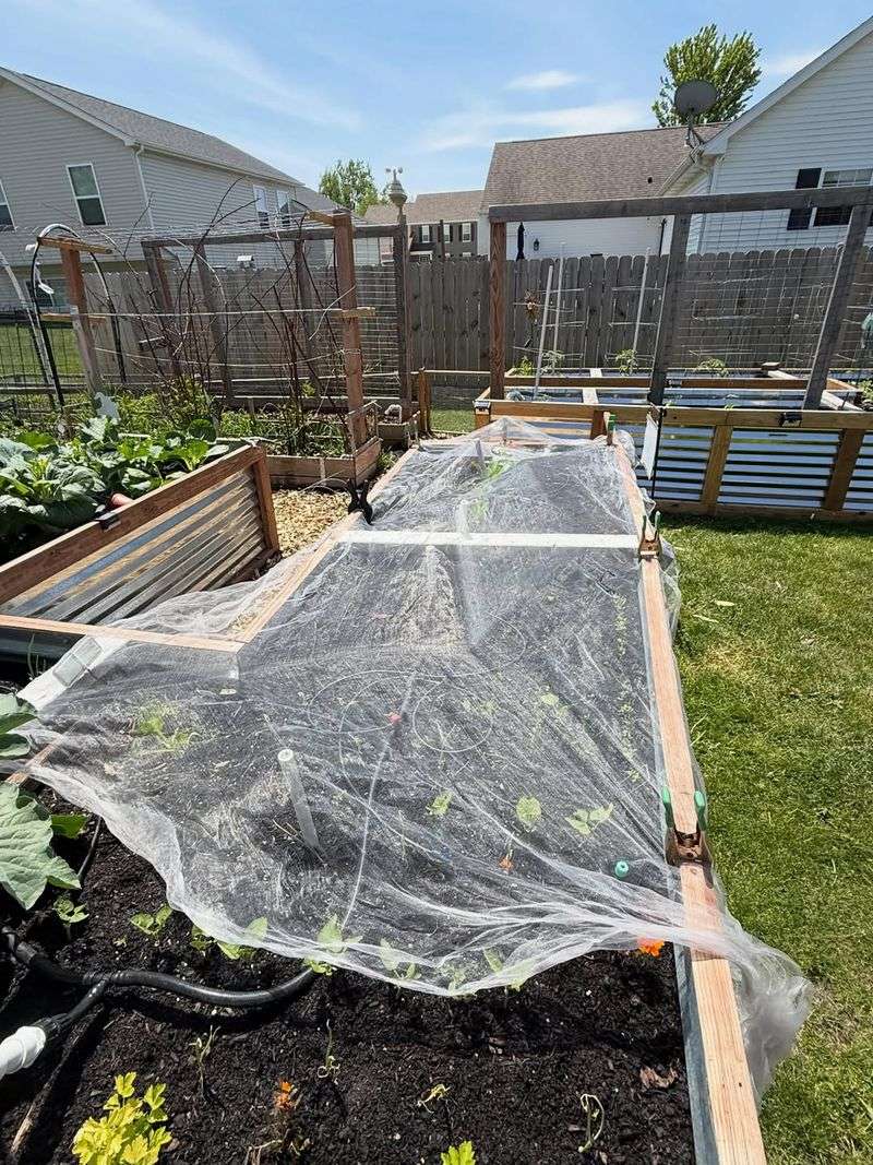 Disturbed Transplants Means Your Plant Got In The Way Disturbed Transplants Means Your Plant Got In The Way