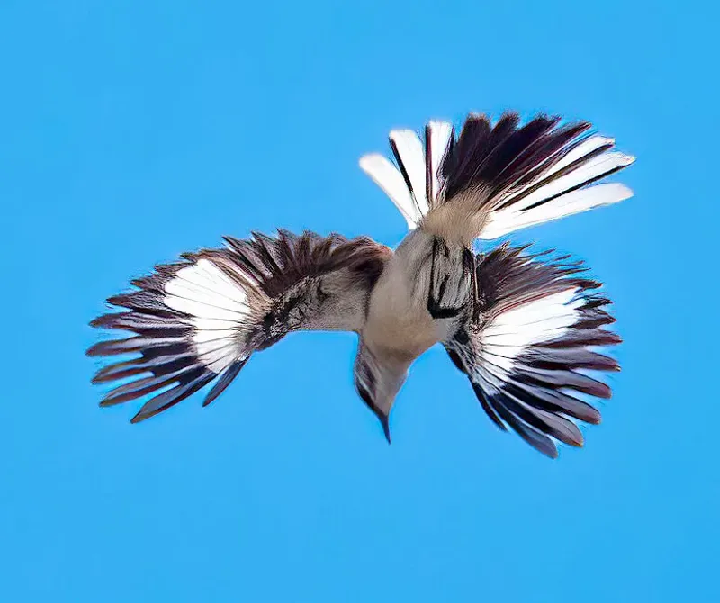 Dive-Bombing Means You Are Too Close Dive-Bombing Means You Are Too Close